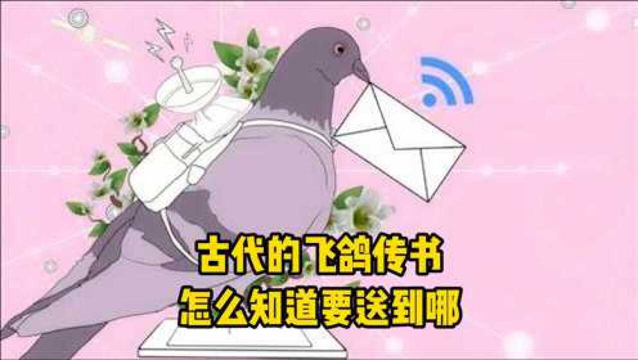 我来给你揭秘,飞鸽传书的真正奥义