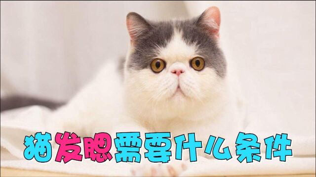 猫发腮需要什么条件