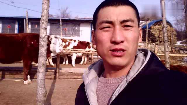 东北农村养牛大伟,霉菌毒素对牛羊的危害性极大,养殖户要重视!