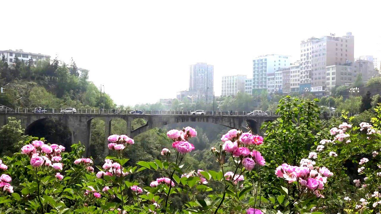 镇雄 南大桥峡谷 蔷薇花开