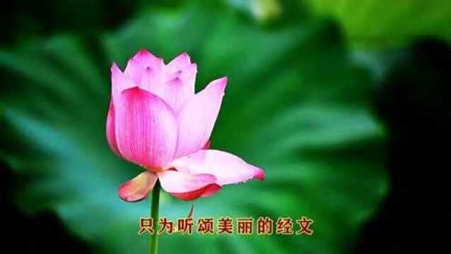 醉美佛音《今生我在修佛缘》分享有缘人,积福报、保平安