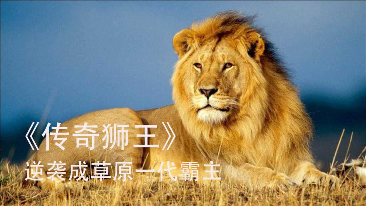 被驱逐的雄狮逆袭成狮王,统治非洲13年,却被偷猎者残忍杀害!纪录片