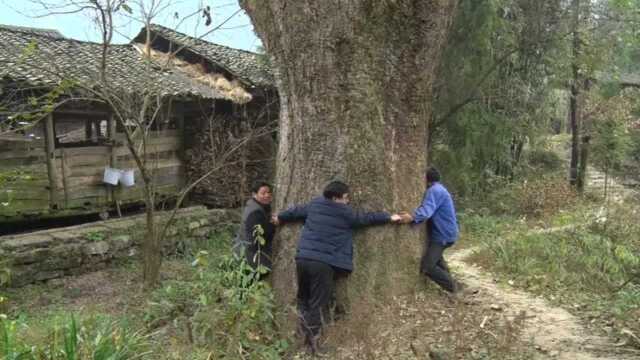 中国楠木村:全村两千多棵金丝楠木最大有600年,被村民视为神树