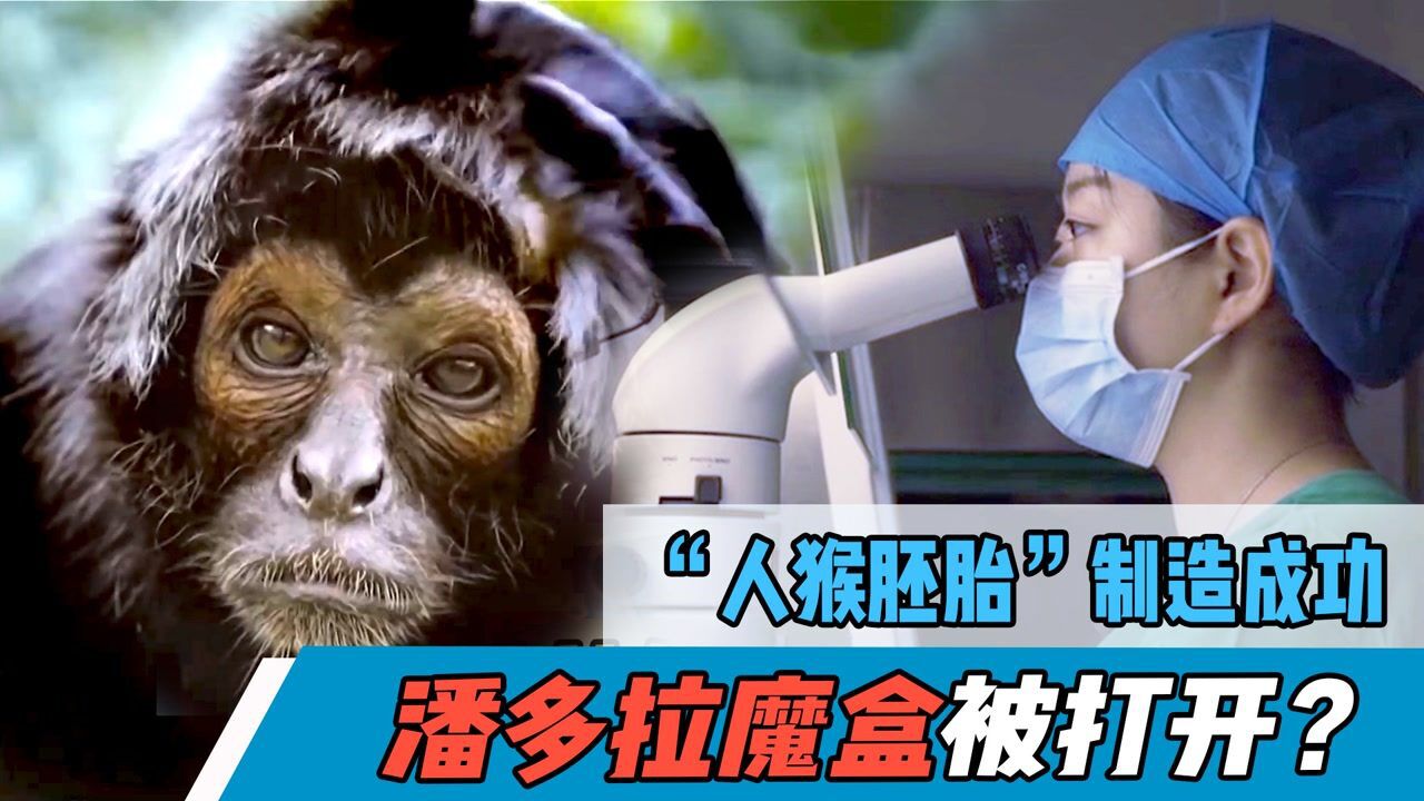 中美合作造出“人猴胚胎”,是医学生物研究的福音,还是伦理底线被挑战?_高清1080P在线观看平台_腾讯视频