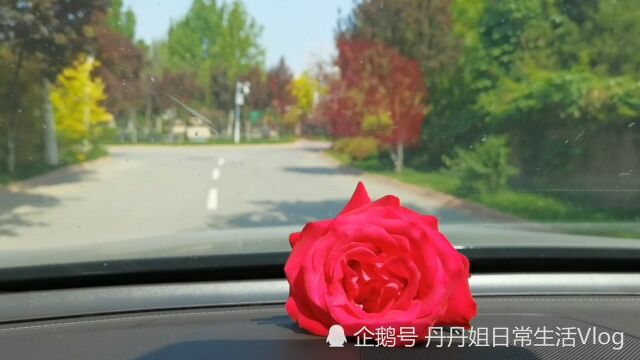 爱花如我也是没谁了,自己种随手采摘摆车上一路欣赏