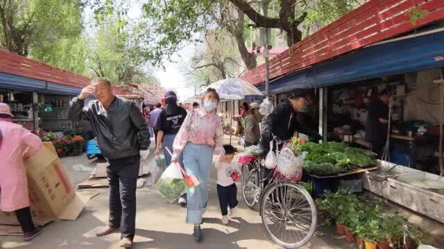 包头昆都仑区学府道义民市场,看看里面都卖啥,各种花鸟鱼虫