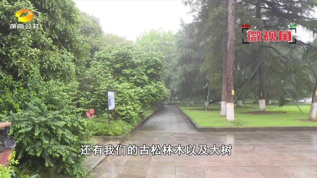 湖南烈士公园900棵大树集体“打点滴”