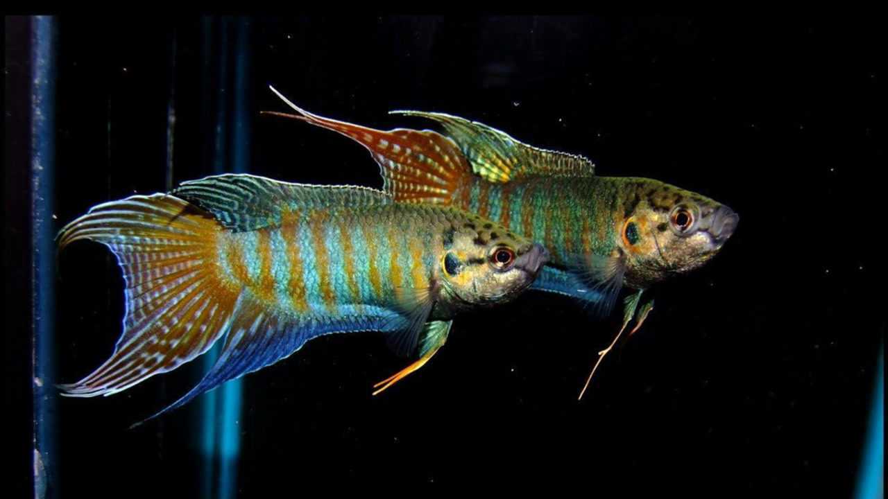 野生中国斗鱼直接扔缸里无需打氧气就是这么自信