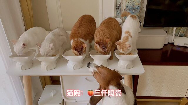 7只猫咪大家庭,自用猫咪用品分享