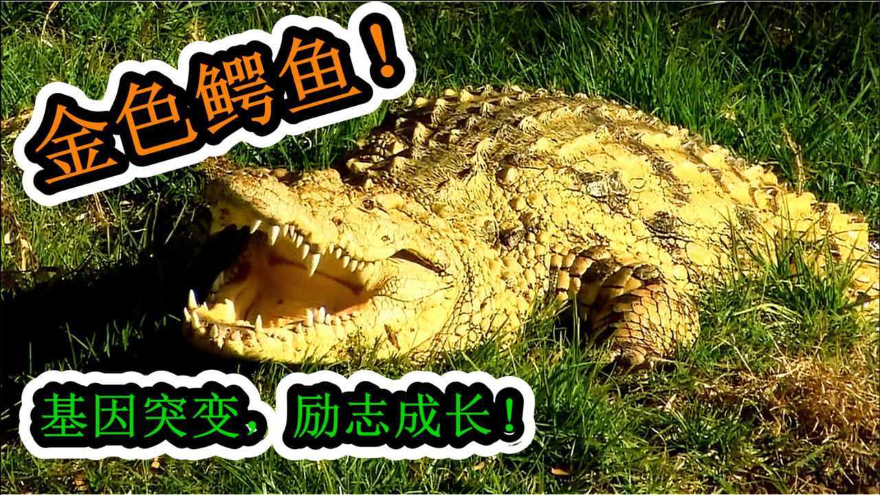 你见过金色的鳄鱼吗闪闪发光亮瞎人眼威武霸气