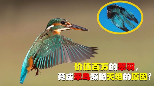 曾经随处可见的翠鸟,为何如今却濒临灭绝?它的羽毛真价值千万?