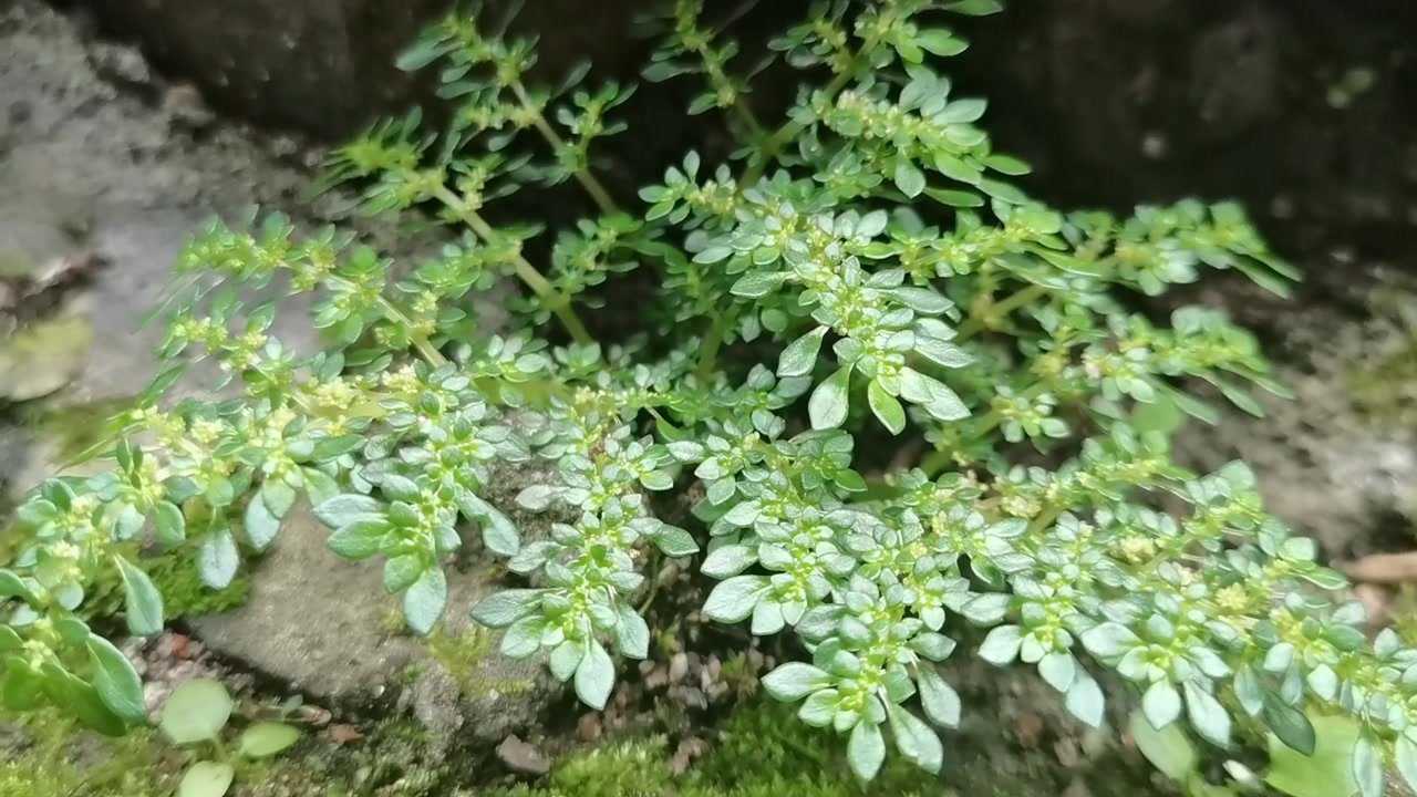 乡村阿财小叶冷水花原来有这么好的价值收藏一下