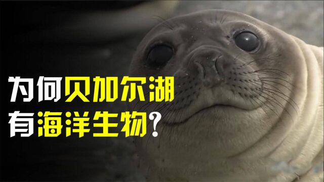 为什么贝加尔湖离海洋那么远,却有海洋生物?