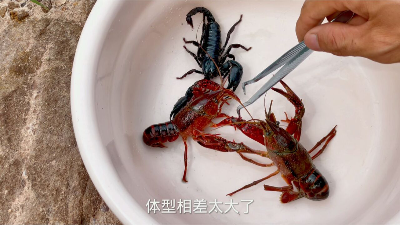 蝎子大战龙虾图片