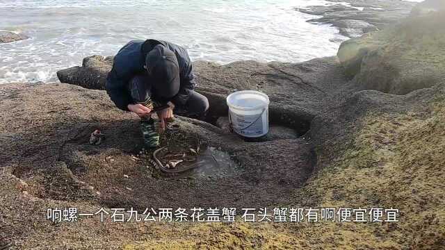 赶海发现20米长坑不同寻常,抽干后海货爆发,什么品种都有