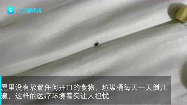 河南大学淮河医院产科一病房内出现多只蟑螂,医院:是飞虫,已做处理