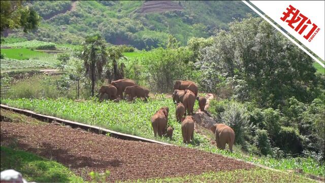 近距离直击云南北移象群玉米地觅食 工作人员现场核对大象数量防遗漏