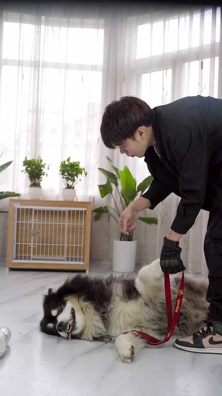 阿拉斯加犬米粒本性还是单纯的虽然倔强但可以多一些耐心多花一点时间