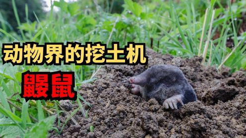 动物界的钻土机——鼹鼠