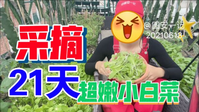 【图安一记】采收21天小白菜 嫩嫩的 绿绿的