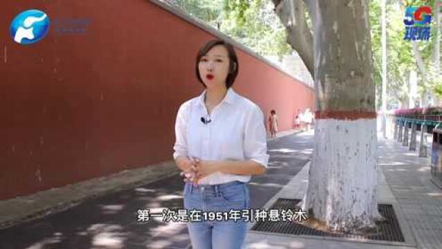 小姜说:郑州的市树为什么是法桐?