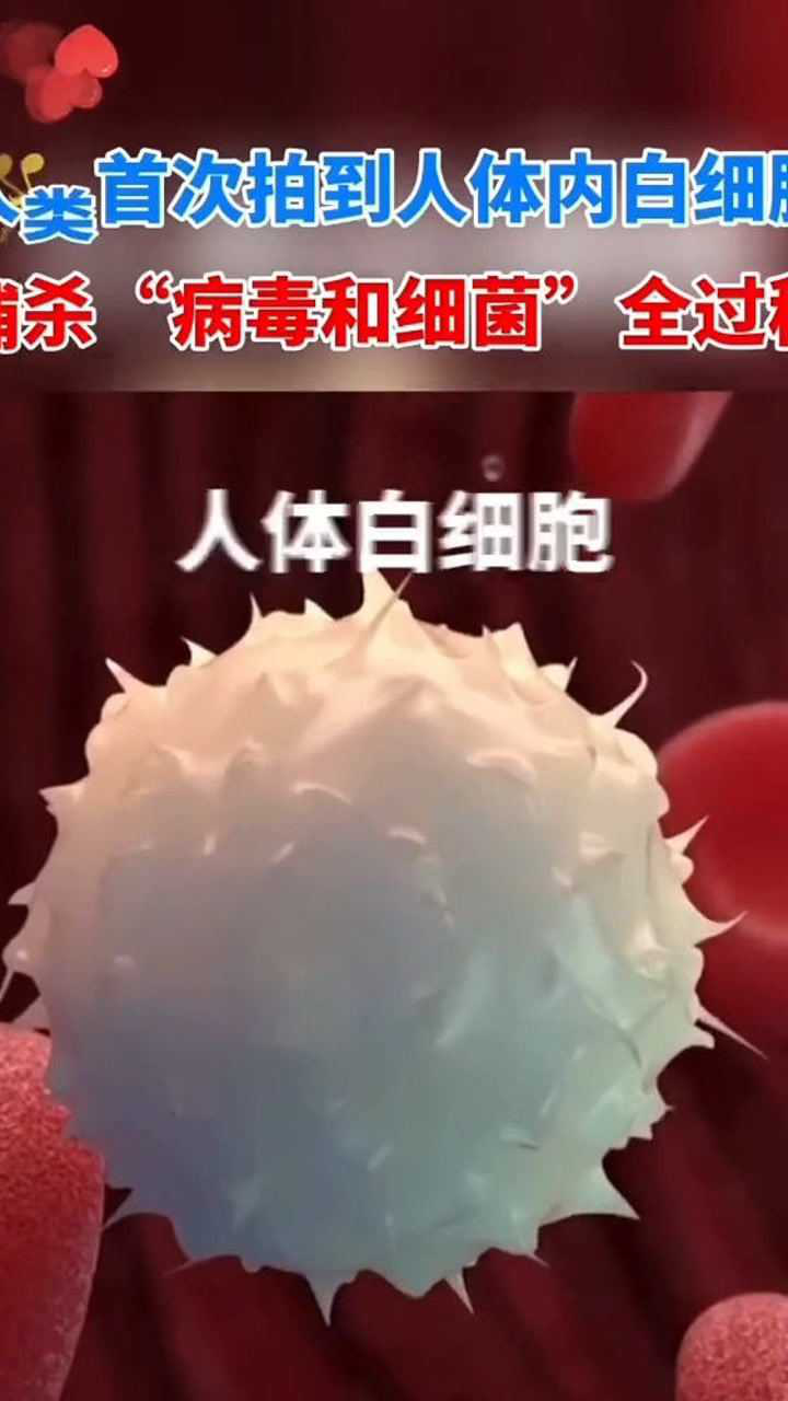 人体内忠诚的卫士"白细胞"无时无刻不在默默保护着你,为人体卫士点赞!