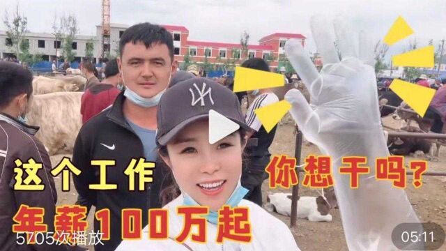 在牛羊交易市场里举手套的工作,年薪100万起!看完后你想干吗?