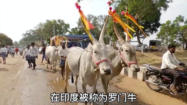 实拍印度人口中的神牛,当地人不敢吃,牛的地位有多高?头一次见长这样的