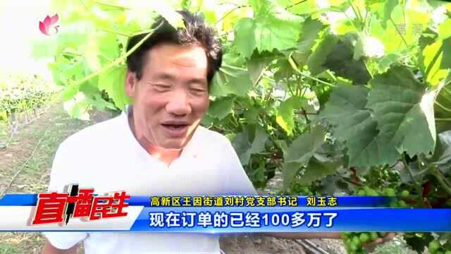 乡村振兴看变化 葡萄串起致富路