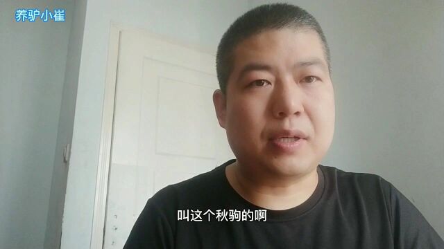 养驴小崔分享养驴技术技巧,什么叫春驹子,什么叫秋驹子