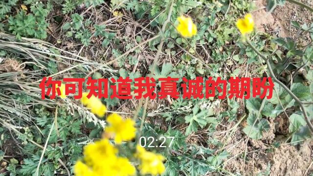 陈冠峰《最美的誓言》DJ男生版