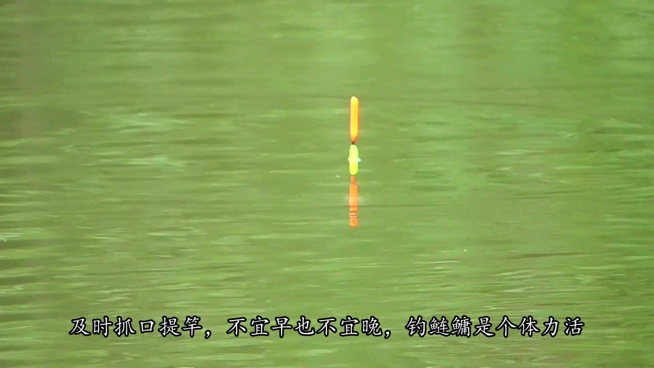 用手竿浮钓鲢鳙如何抓口？实战发现：黑漂、顿口不要错过！_高清1080P在线观看平台_腾讯视频