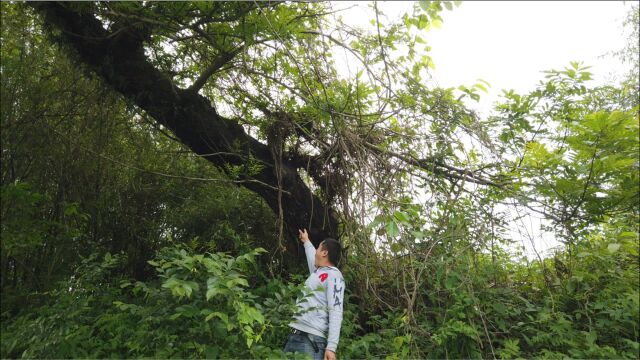 广西农村这树野蛮生长了50年,可惜现在才知道,它的价值特殊