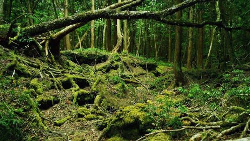 日本最神秘的自杀森林，十年有数百人死亡，竟是一个黑盒引起的#电影种草指南短视频大赛#