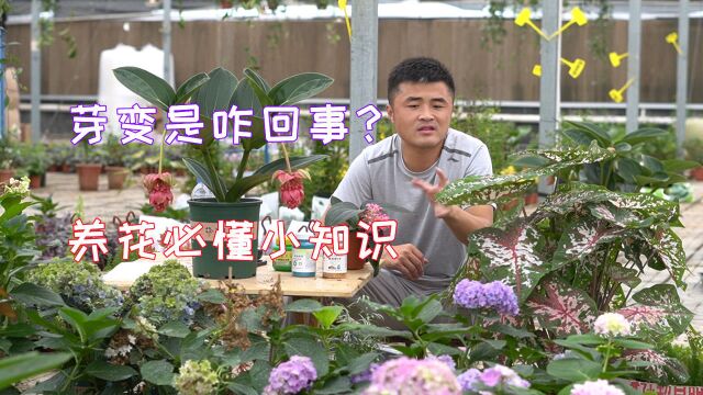 芽变是什么?什么情况下会发生芽变?对植物有益还是有害?