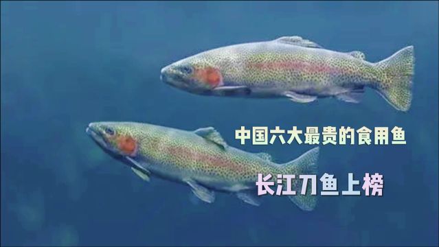 中国六大最贵的食用鱼,长江刀鱼价格过万