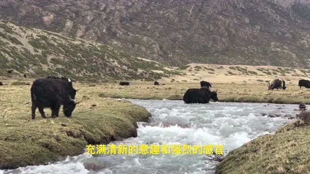 鲜为人知的溪流牦牛牧场风景绝美,地图和全网都搜不到,你来过吗