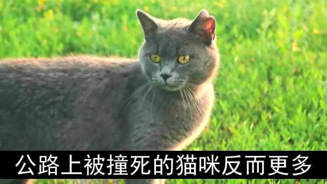 为啥公路上的死猫多?猫不是比狗更聪明吗?原来是因为自以为是