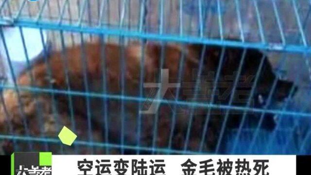 为爱犬办理航空托运,托运公司却私自改陆运致金毛中暑死亡,主人崩溃了!