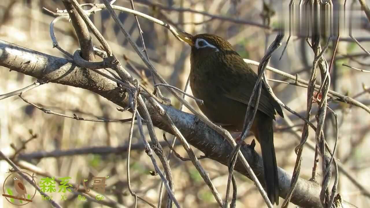 公園裡的畫眉鳥叫聲真好聽,猜猜多遠拍的?