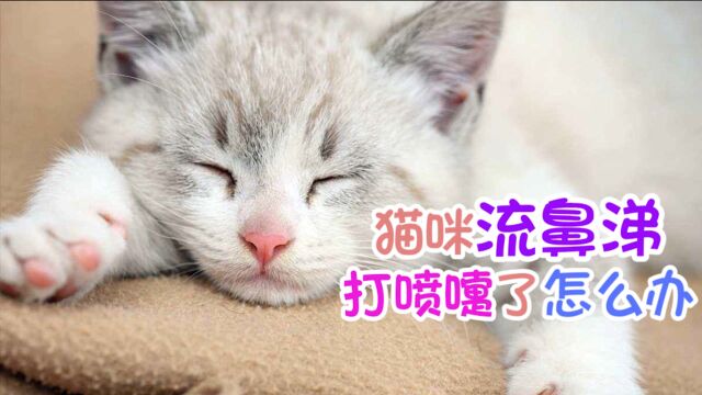 猫咪流鼻涕感冒怎么办