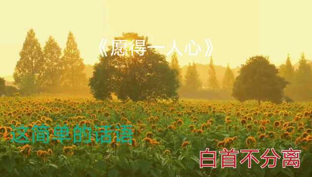 歌曲:愿得一人心