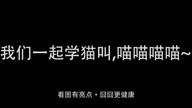 不建议在公司里养猫的原因……我们一起学猫叫,一起喵喵喵喵喵