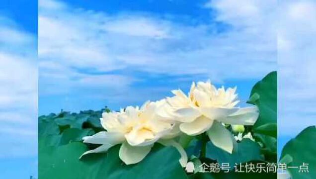 玉蓝天空白云散,莲池眼中不见边.白莲姐妹双双出,齐头并进傲蓝天.