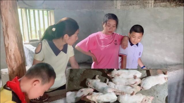 母猪产小猪崽咯,农村女孩走进一看,直呼:没见过这样的母猪