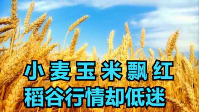 今日小麦、玉米,价格飘红上涨,,稻谷行情却处在低迷中?咋回事