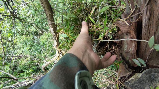 意外惊喜发现,山顶上的清香木枯木老桩居然长着好多仙草石斛