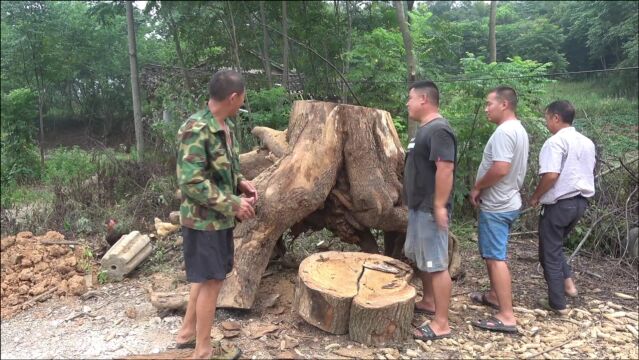 农村大树桩没人要,胖哥花2千买回家做根雕茶台,大家感觉怎么样