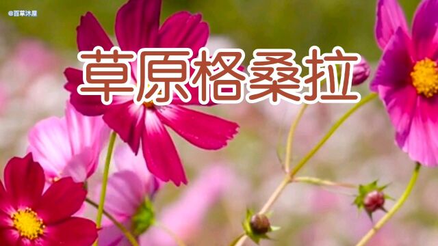 好歌传唱 草原格桑拉