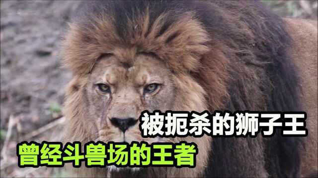 世界上最大的狮子,东北虎在它面前也不敢称王,无奈纯种已灭绝